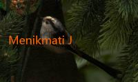 Menikmati Jalalive APK di PC: Cara Mudah dan Seru untuk Hiburan Tanpa Batas 